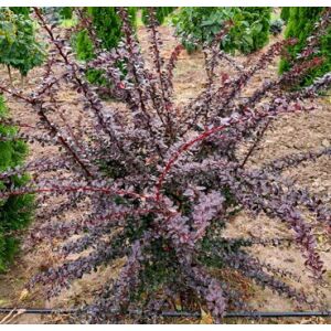 Саженец Красный клен Барбарис тунберга Atropurpurea