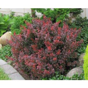 Саженец Красный клен Барбарис тунберга Atropurpurea Nana