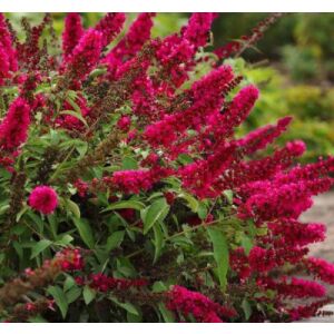 Саженец Красный клен Буддлея Royal Red