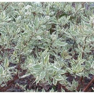 Саженец Красный клен Дерен белый Sibirica Variegata