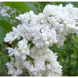 Саженец Красный клен Сирень обыкновенная Aucubufolia