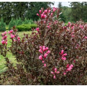 Саженец Красный клен Вейгела Nana Purpurea