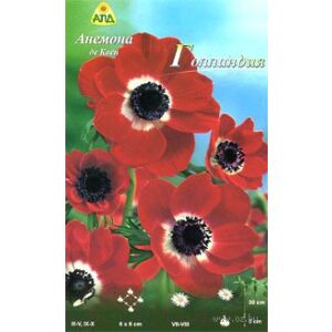 Семена цветов АПД Анемона. Де каен Голландия / A30006