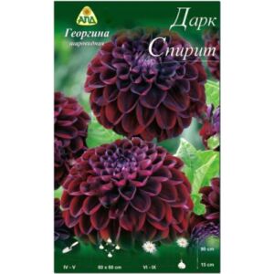 Семена цветов АПД Георгина Дарк Спирит / A30068