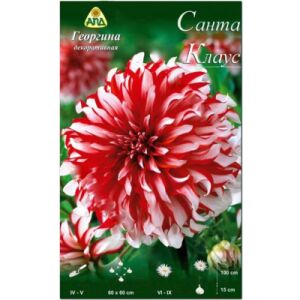 Семена цветов АПД Георгина Санта Клаус / A30101