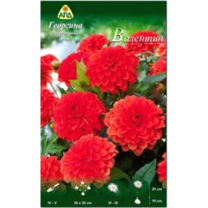 Семена цветов АПД Георгина Валентин / A30064